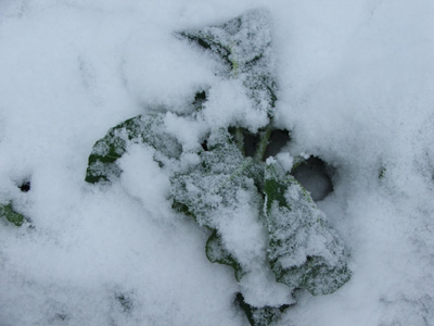 Frozen Collard Greens