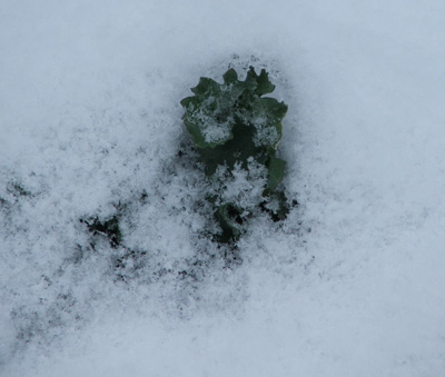 Siberian Kale Snowed In