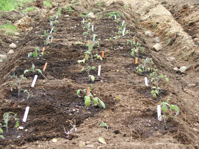 The first tomato plantings