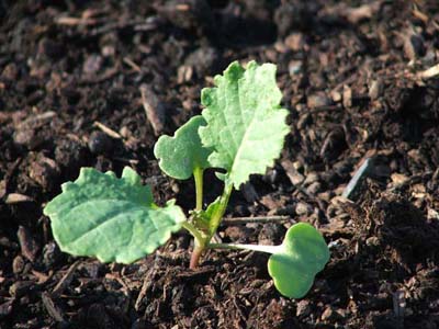Siberian Kale Siberian Kale