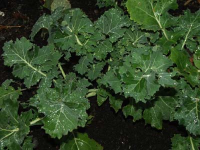 Siberian Kale Siberian Kale