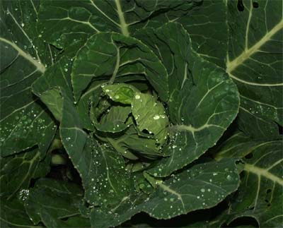 Champion Collard Greens Champion Collard Greens