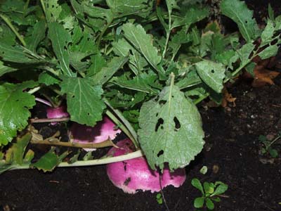 Large, Forgotten Turnips Large, Forgotten Turnips