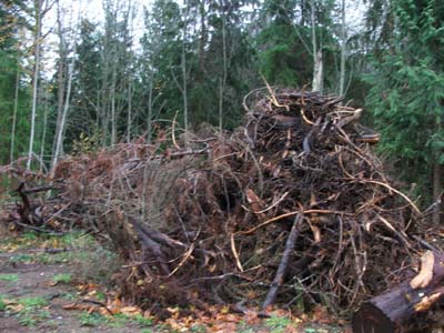Bonfire anyone? Bonfire anyone?
